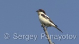 Video of Woodchat Shrike - Woodchat Shrike hunting near to the nest
